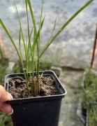 Trawa Gracillimus 10 sztuk