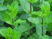 Mięta pieprzowa (Mentha piperita) - 5szt
