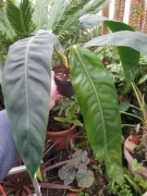 Philodendron patriciae 