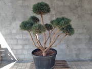 Sosna pospolita formowana 092 NIWAKI, BONSAI OGRODOWE, Topiary