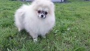 Pomeranian szpic miniaturowy 