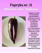 Nasiona Papryki Lilac - Stożkowa 