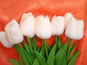 Nowy silikonowo piankowy tulipan biały 