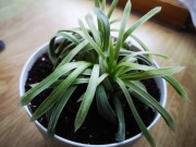 Haworthia cooperi var pilifera variegata