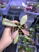 Hoya nicholsoniae 'New Guinea Ghost' | hoja