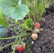 Truskawki z naturalnej uprawy 