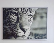 Obraz Gepard IKEA 100x140