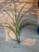 Roślina Zielistka ukorzeniona 1 sztuk 