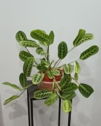 Maranta lemon lime
