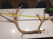 Duże poroże RENIFERA