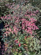 Nandina pięknie wybarwiona duża sadzonka