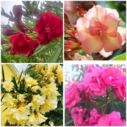 Sadzonki oleandrów o pachnących kwiatach 