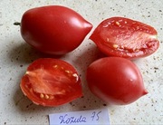 Pomidor Kozula 75, kolekcjonerskie nasiona