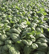 Szpinak Rembour F1 20g - Nasiona Holenderskie 