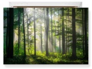 Drewno iglaste świerk/sosna (las 60lat) na pniu - cele budowlane stolarskie