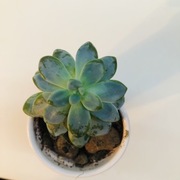 Sedum Clavatum, mała roślina