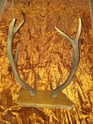 Poroże jelenia ,duże.