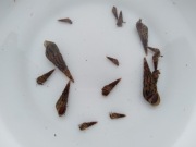 Ślimak świderek  30 sztuk  + HEAT PACK 