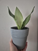 Sansevieria'Moonshine' KSIĘŻYCOWA PIĘKNOŚĆ