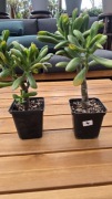 Grubosz Crassula Red Horn 