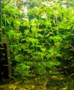 Wysokie szybkorosnące rośliny łodygowe do dużego akwarium 3 gatunki L