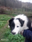 Border Collie szczeniaki 