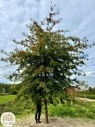 Quercus palustris, robur, petraea, dąb, duże dęby, obw. 14-35cm, bryła