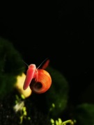 Ślimaki zatoczki 20 sztuk