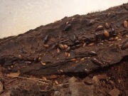 Karaczany Paraplecta minutissima 30 szt. karma dla agamy i gekona.