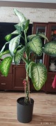 Diffenbachia  170 cm wysokości 