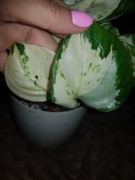 Epipremnum Manjula cięty szczyt  