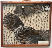 OLBRZYMIA gablota z szerszeniami Vespa crabro