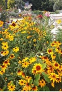 Rudbekia owłosiona młode sadzonki  mix kolorów 