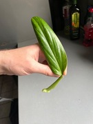 Monstera Standleyana variegata Cobra sadzonka pędowa kolekcjonerska