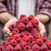 Sadzonki maliny jesiennej do ogródka 2szt WYSYŁKA