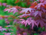 Klon japoński palmowy czerwony bordowy sadzonki!