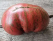 Pomidor Dwarf Adelaide Festival nasiona kolekcjonerskie