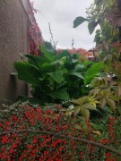 Kanna paciorecznik bulwy karpy sadzonki 