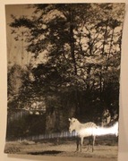 WROCŁAW. ZOO Ogród Zoologiczny. Zebra, CZYSTA,1963