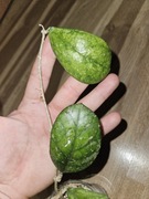 hoya irina sadzonka cięte 1 liść piękny kolor 