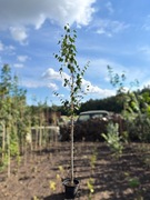 Brzoza pożyteczna 'Doorenbos' 300 cm, biała kora