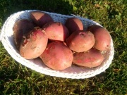 ziemniaki jadalne  czerwone odm, RED SONIA 24 kg