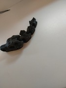 Flexi czaszka dinozaura 