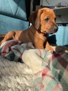 Rhodesian Ridgeback FCI ZKwP szczenięta z domowej hodowli Małopolska 