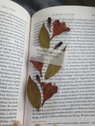 Zakładka z suszonymi kwiatami