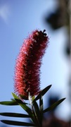 Nasiona Callistemon 'Red Cluster' Kuflik Cytrynowy