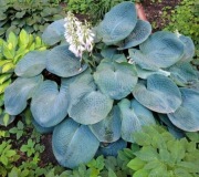 Hosta - funkia sina