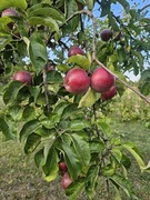 Świeże jabłka Spartan bez oprysków i nawozów sztucznych 1szt=1kg