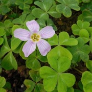 Szczawik oregoński / Oxalis oregana Mount Stewart