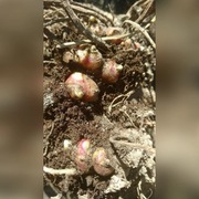 YACON - kiełki do rozmnażania "Warto uprawiać"